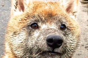 MILANSPORT入口-蛙泳新秀摩纳哥刷新个人纪录，摩纳哥泳池