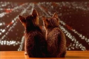 米兰体育APP-6连跪警报！法兰克福今晚对勒沃库森能否迎来胜利？，法兰克福对勒沃库森比赛结果