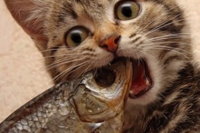 AC米兰-球队制定远期人才储备计划加强青训梯队纵向整合与培养效率