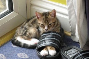 Milan Sports-职业教练证书制度改革提升中国教练整体水平，职业级教练员