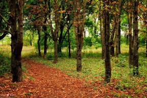 MILANSPORT入口-波兰女篮在欧洲锦标赛中崭露头角，冲击高位