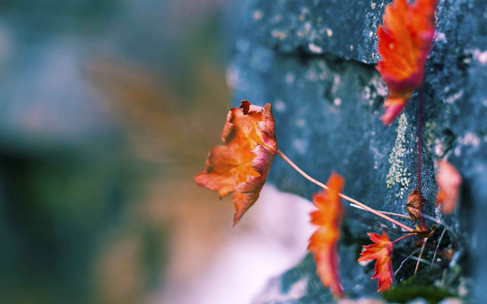 转会前线:本季最具潜力的青春球员盘点,近期转会的球员