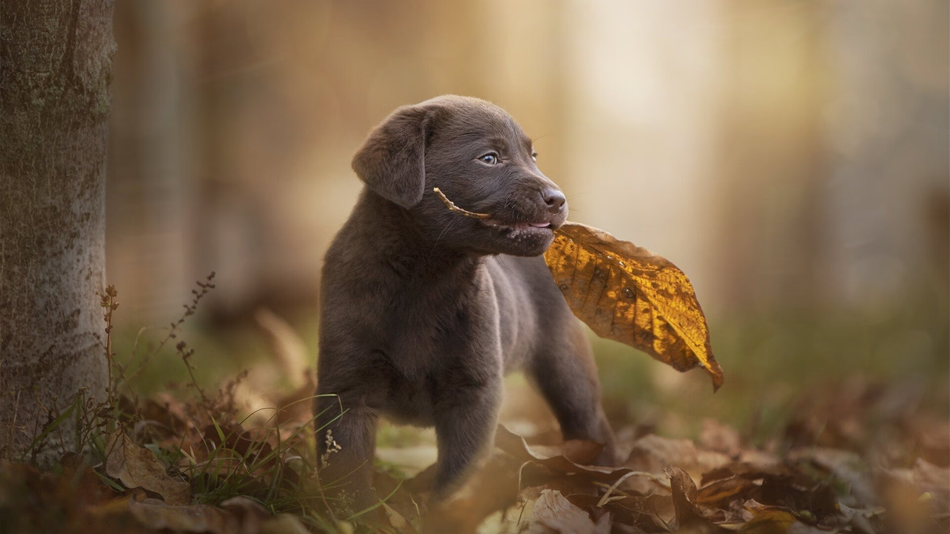 女子橄榄球成英格兰新投资焦点,女子橄榄球员