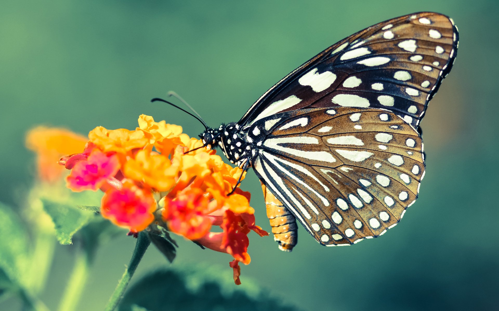 Carter 助攻频繁带动球队前进，球员助攻榜